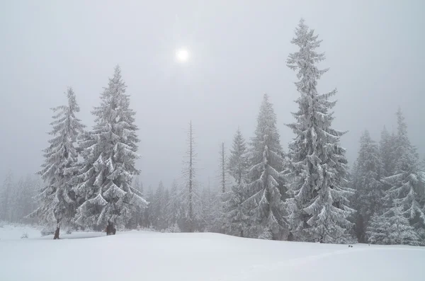 Vinterlandskap — Stockfoto