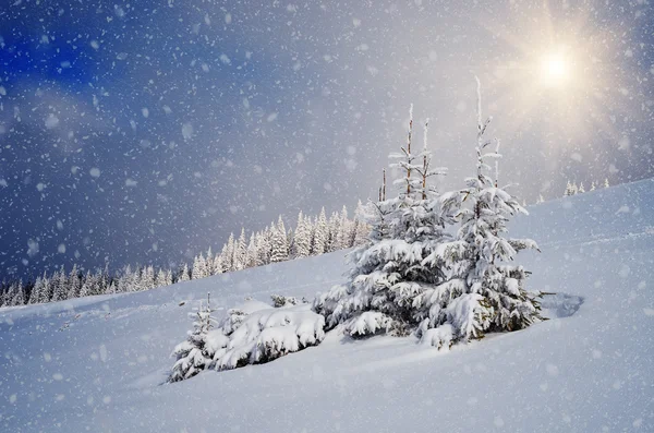 雪の中のモミの木 — ストック写真