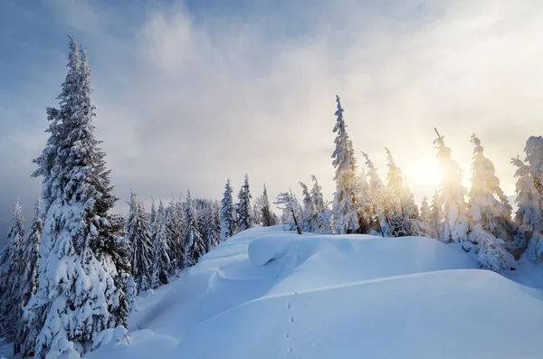 Winter im Wald — Stockfoto