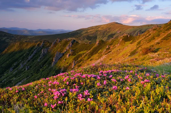 Kwitnący Dolina — Zdjęcie stockowe