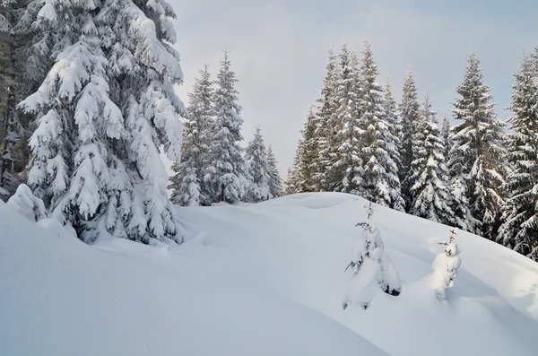 Inverno na floresta de montanha — Fotografia de Stock