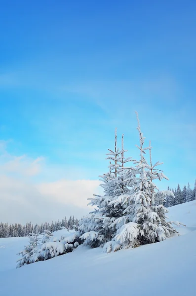 Gran i en Bergdal — Stockfoto