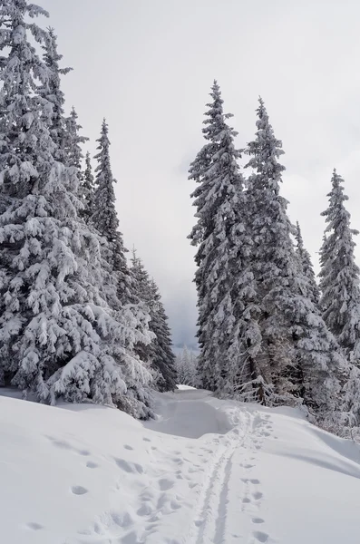 Лыжная трасса в лесу — стоковое фото