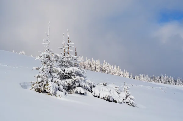 Dennenbomen in de sneeuw — Stockfoto