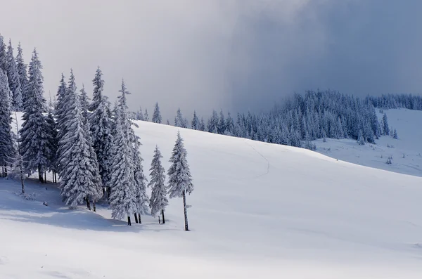 Dennenbos in de winter — Stockfoto