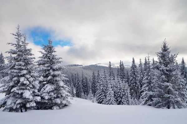 겨울 보기 — 스톡 사진