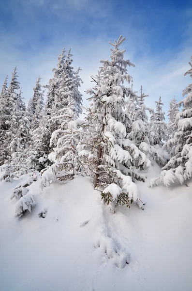 Albero nella neve — Foto Stock