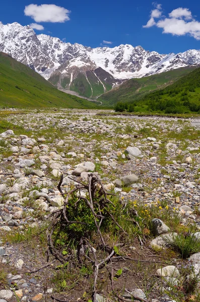 Sommer in den Bergen — Stockfoto