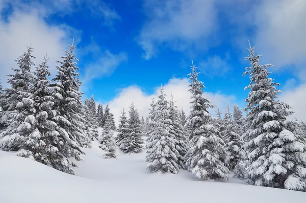 겨울 보기 — 스톡 사진