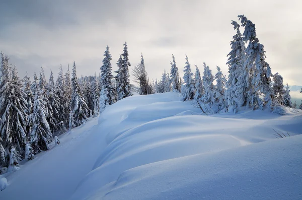 Vinter i skogen — Stockfoto