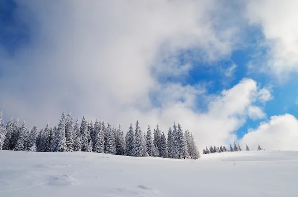 Pădure de pin iarna — Fotografie, imagine de stoc