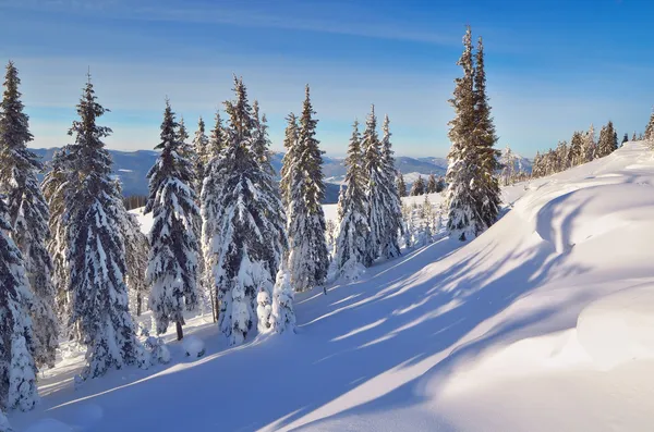 Forêt de conifères en hiver en montagne — Photo