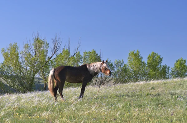 Häst äng — Stockfoto