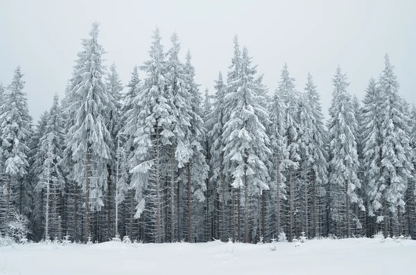 Floresta no inverno — Fotografia de Stock