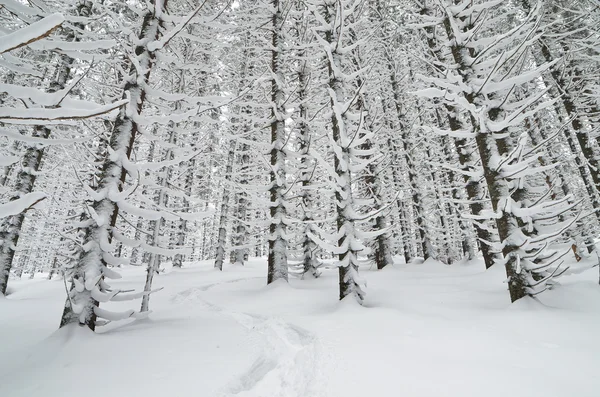 Stig i skogen — Stockfoto