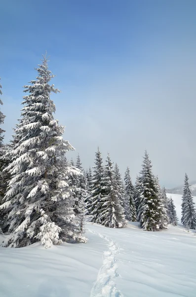 Caminho na neve — Fotografia de Stock