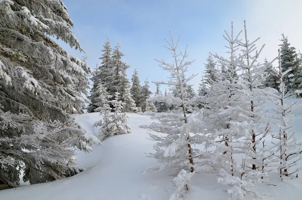 Bosque de invierno — Foto de Stock