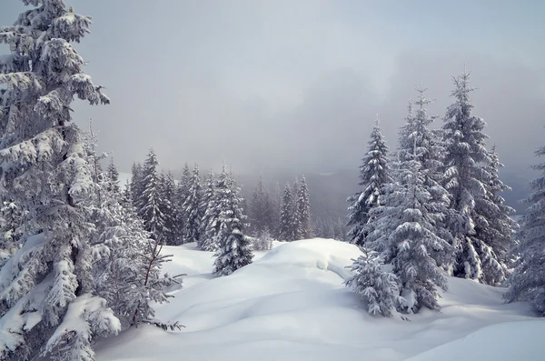 Inverno nella foresta montana — Foto Stock