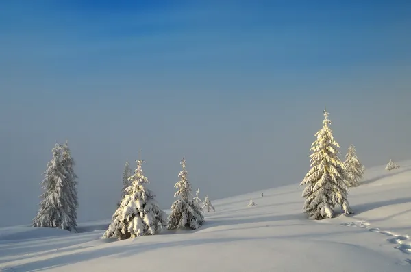 Talvi maisema — kuvapankkivalokuva