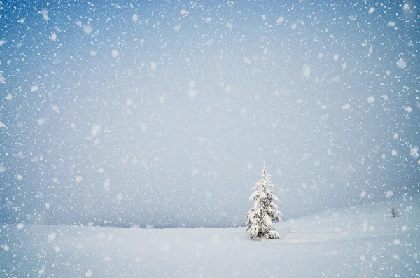 Lonely tree — Stock Photo, Image