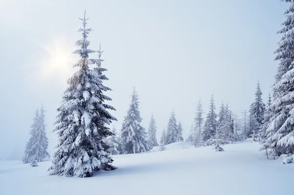 Nevoeiro no inverno — Fotografia de Stock