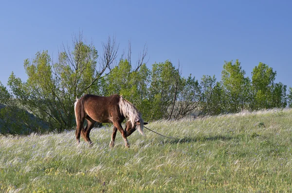 牧草地の種馬 — ストック写真