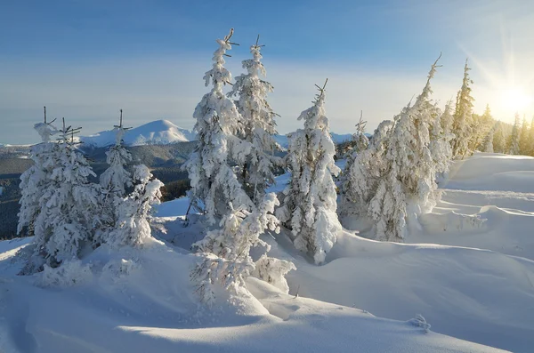 Inverno nella foresta montana — Foto Stock