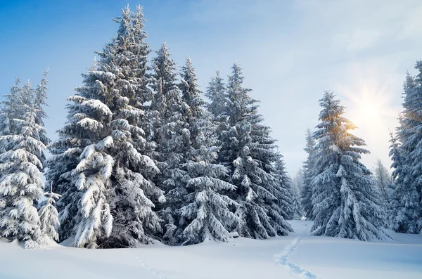 Trail i skogen vinter — Stockfoto