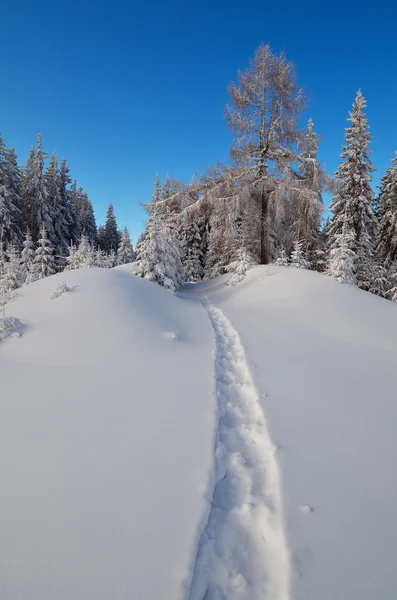 Trail in de sneeuw — Stockfoto