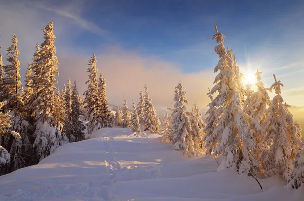 Soğuk kar üzerinde güneş ılık ışık — Stok fotoğraf