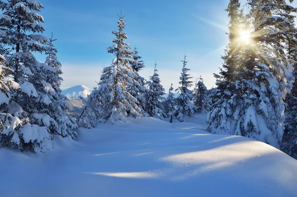 Zonnige dag in de winter — Stockfoto