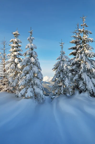 Barrträd i snön — Stockfoto