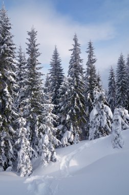 Kışın çam ormanı