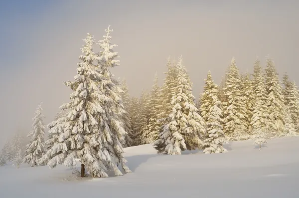 Bosque de invierno en montañas —  Fotos de Stock