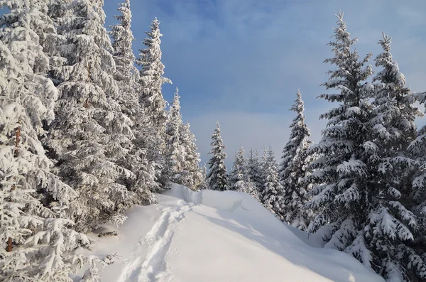 Sendero de nieve en bosque de invierno — Foto de Stock