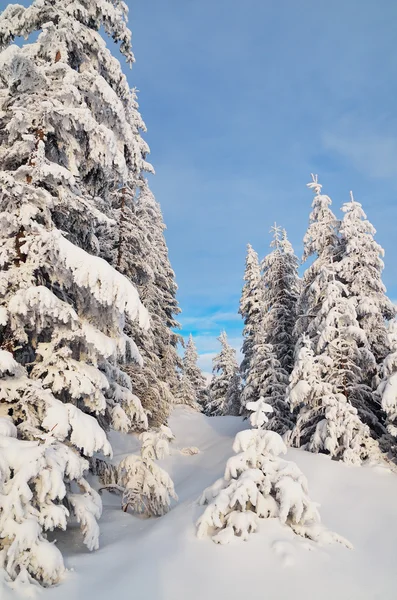 Mountain forest under snow — Stock Photo, Image