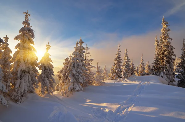 Zonnige winteravond — Stockfoto