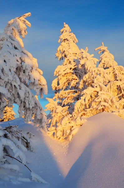 Luz noturna na floresta de inverno — Fotografia de Stock