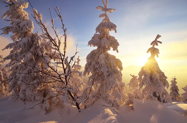 Zimní západ slunce v lese — Stock fotografie
