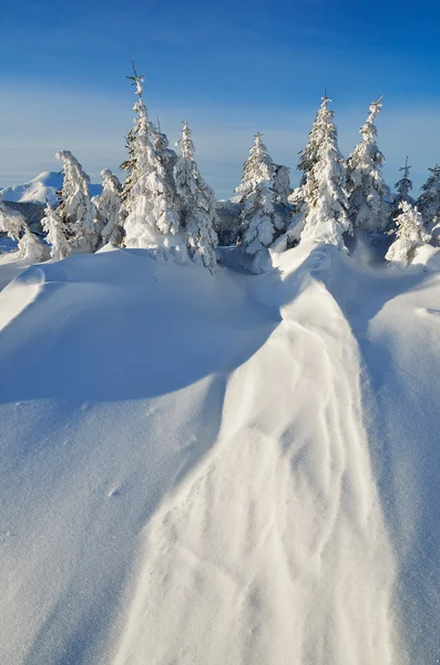 Sneeuwduinen — Stockfoto