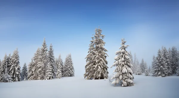 Panorama zima w lesie — Zdjęcie stockowe