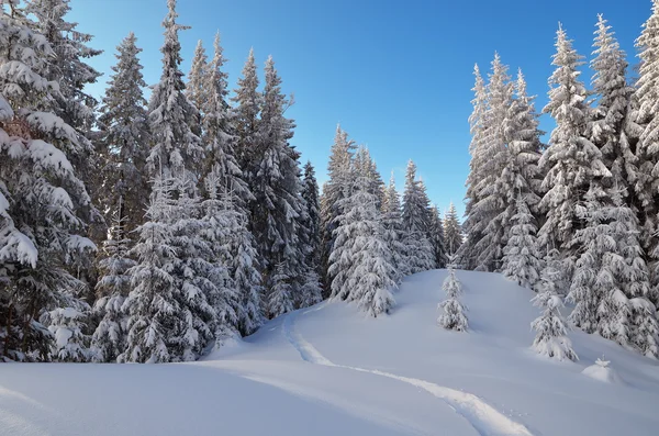 Stezka ve sněhu v lese — Stock fotografie