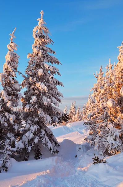 Trail i vinter skog — Stockfoto