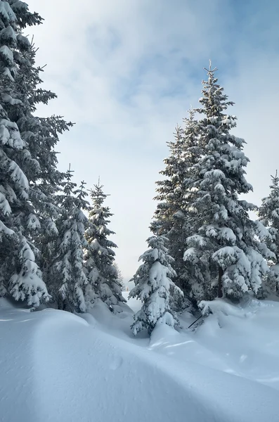 Bosque de invierno — Foto de Stock