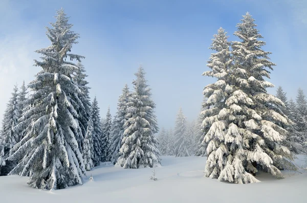 Pine Forest in Winter — Stock Photo, Image