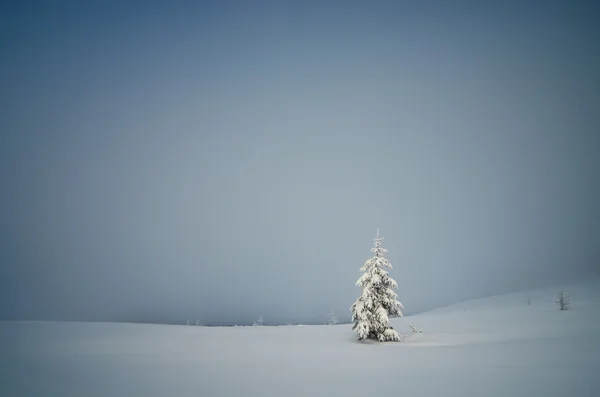 Ensamt träd — Stockfoto