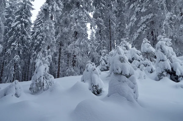 Skogen under snö — Stockfoto