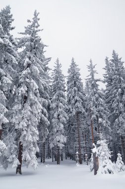Ormanda bulutlu bir gün