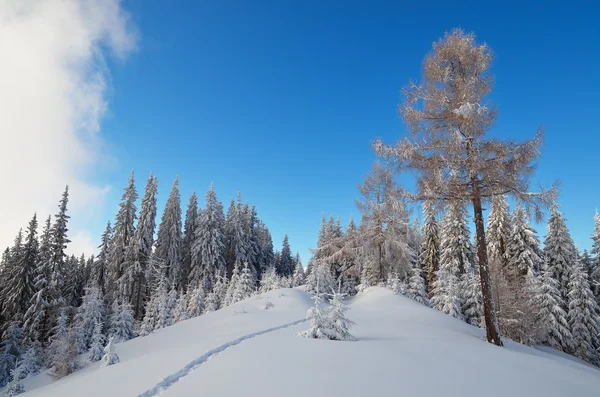 Día de invierno en el bosque —  Fotos de Stock