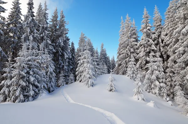 Paisagem de inverno com um caminho florestal — Fotografia de Stock